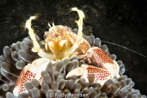 Porcelain crab by Rudy Janssen 
